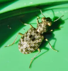 Shore Ground Beetle thumbnail 4