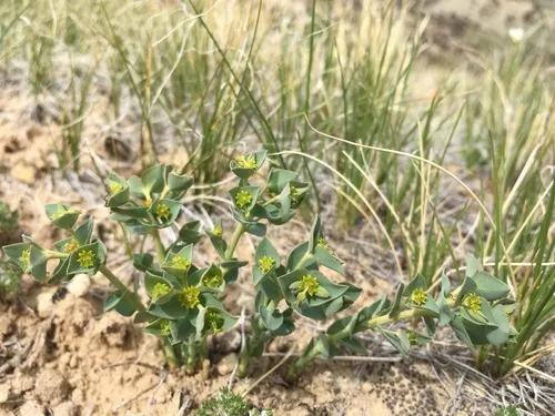 horned spurge