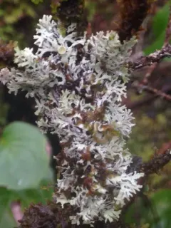 Fruiting Honeycomb Lichen thumbnail 3