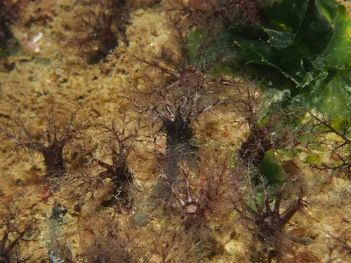 Black Brooding Sea Cucumber