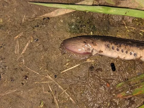Silver Lamprey