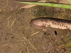 Silver Lamprey thumbnail 1