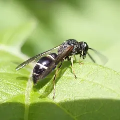 Tufted Potter Wasp thumbnail 2