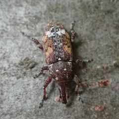 White Pine Weevil thumbnail 2