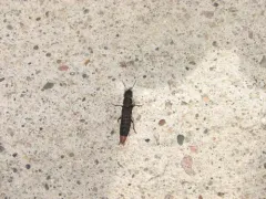 Mystic Rove Beetle thumbnail 3