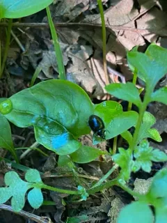 Sorrowful Lady Beetle thumbnail 4