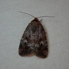 Pale-winged Midget thumbnail 3