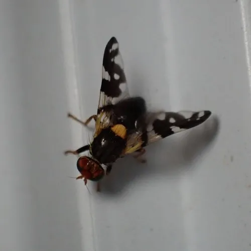 black cherry fruit fly