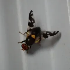 black cherry fruit fly thumbnail 1