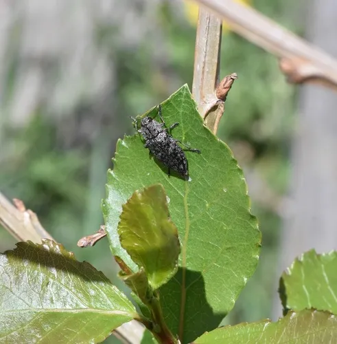 Poecilonota montana