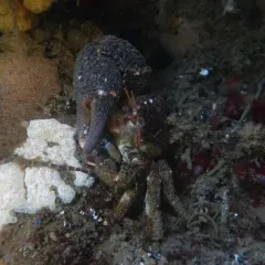 Granular Claw Crab thumbnail 4