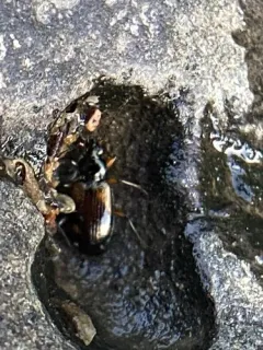 Bembidion transversale thumbnail 1
