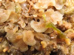 Dendrobeania lichenoides thumbnail 3