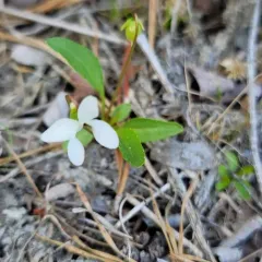 white bog violet thumbnail 6