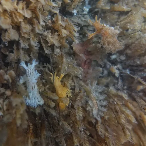 Stubby Dendronotid