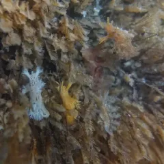 Stubby Dendronotid thumbnail 1