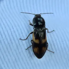 Selatosomus suckleyi thumbnail 1