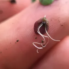 greater duckweed thumbnail 2