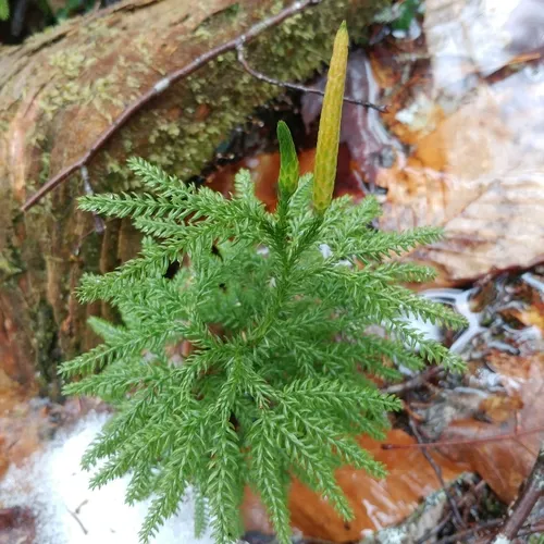 prickly tree-clubmoss