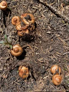 Pholiota molesta thumbnail 3