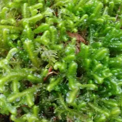 greater whipwort thumbnail 1