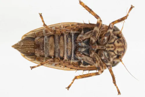American Clover Leafhopper