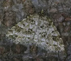 Marbled Wave Moth thumbnail 4