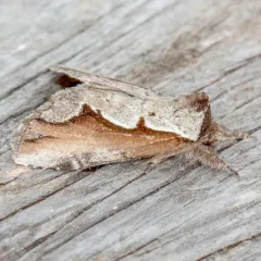 Double-toothed Prominent thumbnail 2