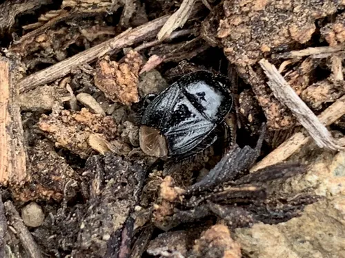 Dallasiellus discrepans