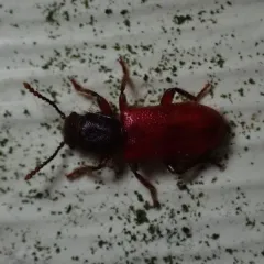 Blood-colored Checkered Beetle thumbnail 3