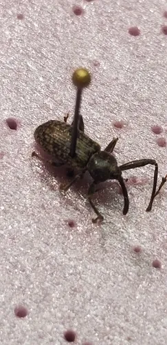 Dorytomus inaequalis