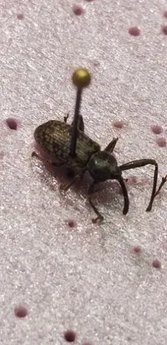 Dorytomus inaequalis thumbnail 1