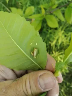 Oriental Chestnut Gall Wasp thumbnail 2