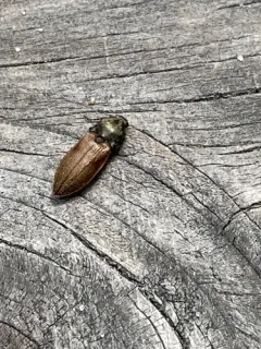Needle-duff Click Beetle thumbnail 2