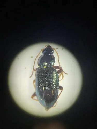 Bembidion levigatum