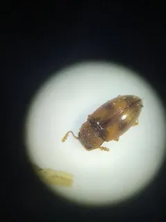 Beautiful Pleasing Fungus Beetle thumbnail 3