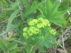 Pale Lady's-mantle thumbnail 4