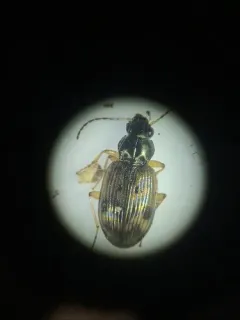 Bembidion variegatum thumbnail 2