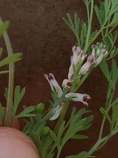 Few-flowered Fumitory thumbnail 2