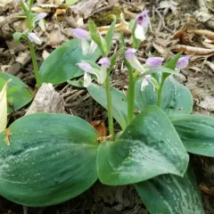 showy orchis thumbnail 3