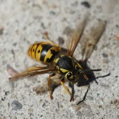Western Yellowjacket thumbnail 4