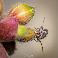 Pogonocherus penicillatus thumbnail 4