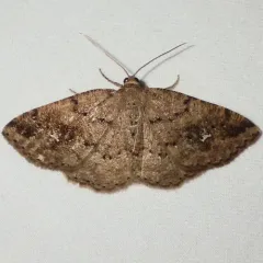 Pale Homochlodes Moth thumbnail 4