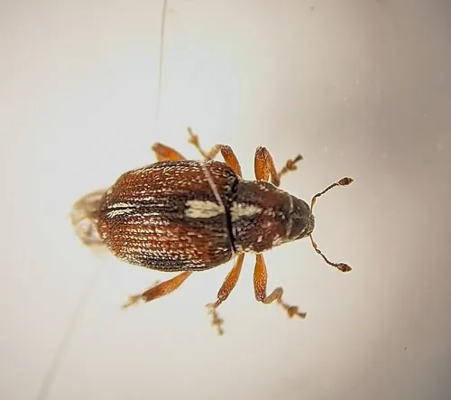 Smartweed Node Weevil