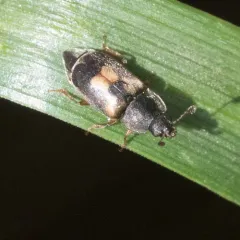 Nitidula flavomaculata thumbnail 2