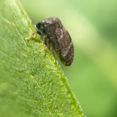 Aster Treehopper thumbnail 2