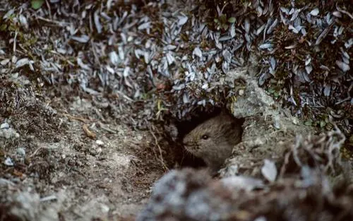 Singing Vole
