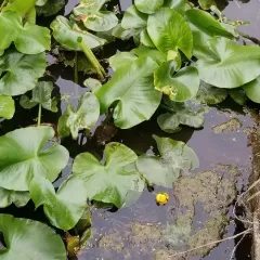 spatterdock thumbnail 3