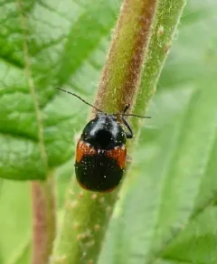 Red-marked Leaf Beetle thumbnail 2