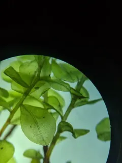 River Thyme Moss thumbnail 1